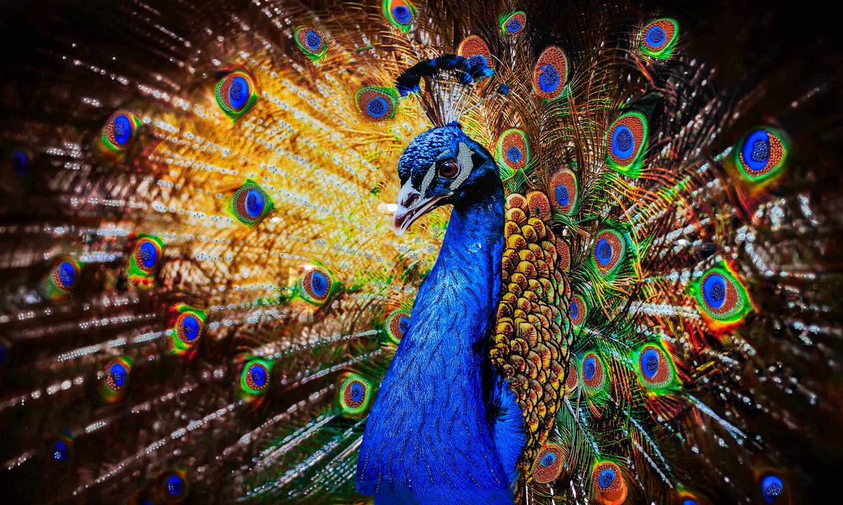 Colorful Peacock w/ Crystals